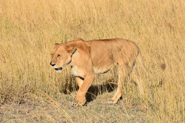 Naklejka premium Female lion in Serengeti National Park, Tanzania