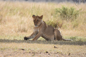 Fototapeta na wymiar Female lion in Serengeti National Park, Tanzania