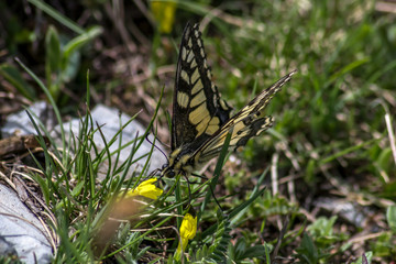 Papillon Machaon , sur petites fleurs jaunes , dans la prairie