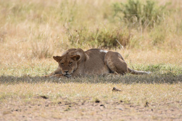 Fototapeta premium Female lion in Serengeti National Park, Tanzania