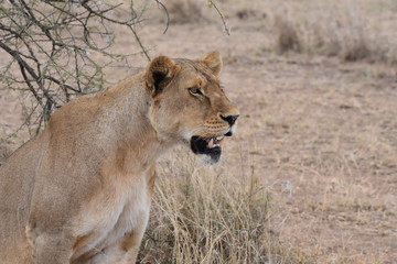 Female lion in Serengeti National Park, Tanzania