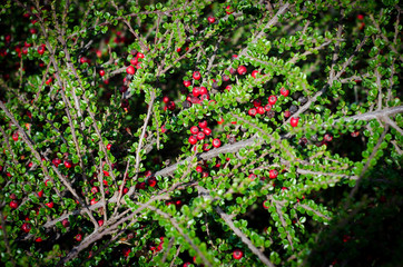 red berries of viburnum on a branch