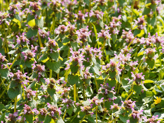 Lamium purpureum | Tapis vert de lamier pourpré ou ortie rouge aux fleurs rose magenta à lèvres en casque, griffées de violet au feuillage vert pourpré et poilu