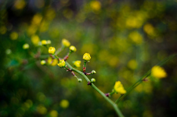 leaves of tree in spring