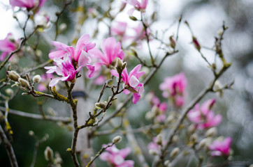 Obraz premium magnolia tree in blossom