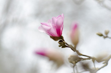 magnolia tree in blossom