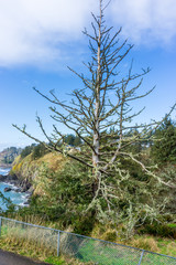 Bare Coastline Tree