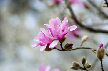 pink flowers of a tree
