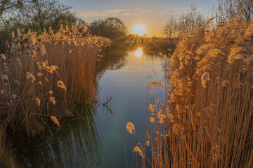 Gennevilliers, France - 03 15 2020: Artificial lake with reeds at sunset - obrazy, fototapety, plakaty