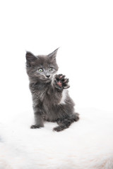 studio portrait of a cute playful blue maine coon kitten raising paw isolated on white background with copy space