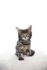 studio portrait of a cute maine coon kitten sitting on fake fur looking at camera isolated on white background with copy space