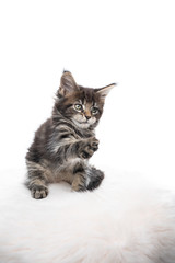 studio portrait of a cute playful maine coon kitten raising paw isolated on white background with copy space