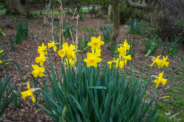 Obraz premium Early Spring Flowers