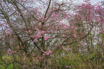 Neighborhood Spring Blossoms 2