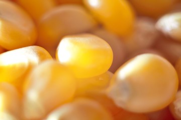Yellow natural corn seeds