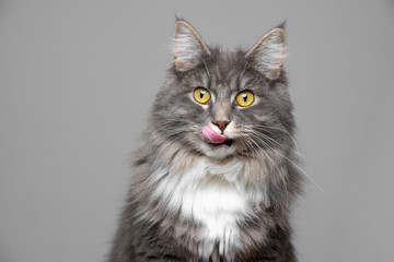 cute blue tabby white maine coon cat sticking out tongue licking over lips in front of gray background with copy space - obrazy, fototapety, plakaty