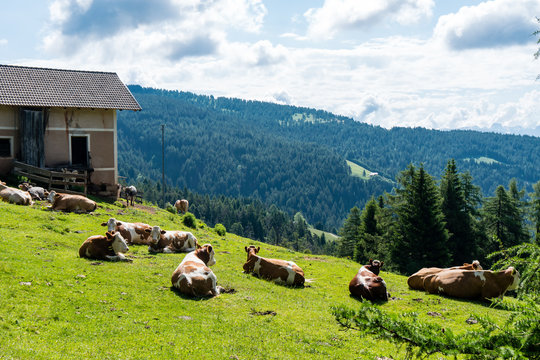 Gruppe von Kühen liegen gemeinsam auf einer Wiese vor einem alten Bauernhaus auf einer Hochalm
