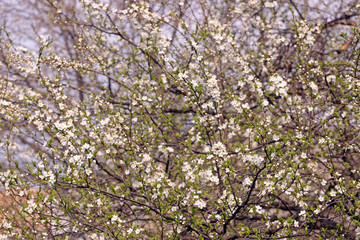 Blooming orchard tree in springtime. Tree blossom