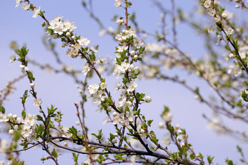 Blooming orchard tree in springtime. Tree blossom
