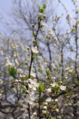 Blooming orchard tree in springtime. Tree blossom