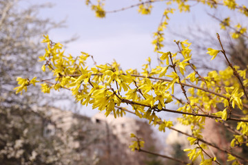 Blooming Forsythia flowers. Floral pattern.