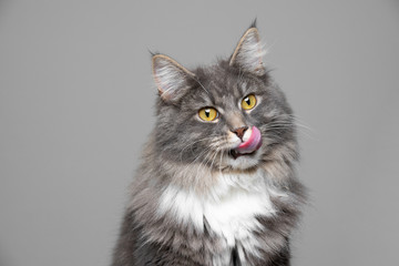 cute blue tabby white maine coon cat sticking out tongue licking over lips in front of gray...