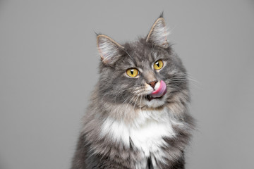 cute blue tabby white maine coon cat sticking out tongue licking over lips in front of gray background with copy space