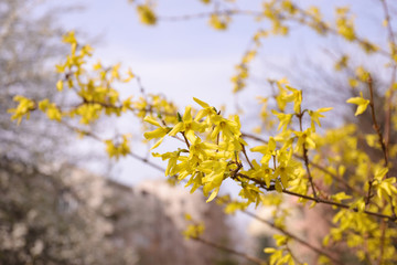 Blooming Forsythia flowers. Floral pattern.