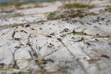 Les fourmis