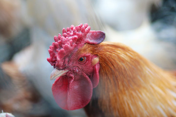 Beautiful rooster in the chicken coop. Domestic bird. Farm