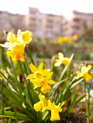 Fototapeta premium Daffodils and spring flowers garden