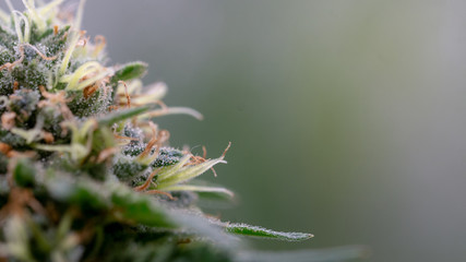 Macro Cannabis Weed Close Up Marijuana Bud 