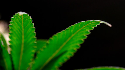 Marijuana Leaf Moby Dick Weed Cannabis Leaf