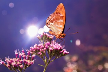 butterfly on flower