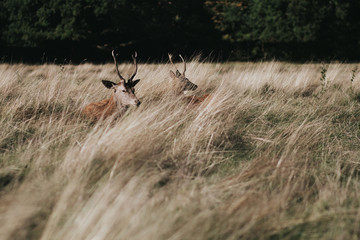Red deers laying in the grass in Richmond Park.