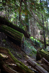 moss logs in the forest