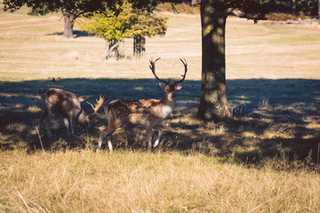 Richmond Royal Park's Deers, London, UK.