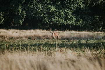 Stag Red deer in Richmond Park.