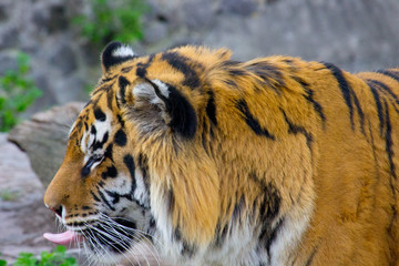 Siberian tiger walking on a summer day