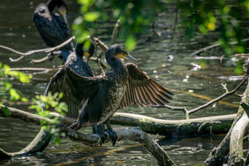 Fototapeta premium Great black cormorant spreading wings standing on a branch