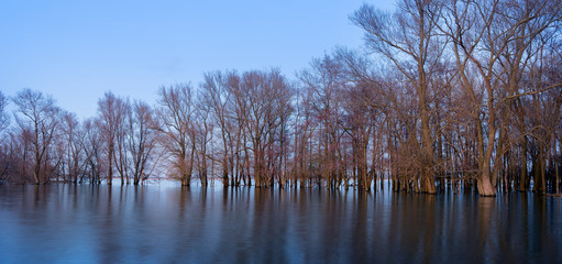 Obraz premium flooded trees in flood plains of river Waal in the netherlands