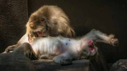 Macaque removing fleas from other monkey