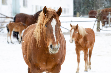 Family of horses in winter