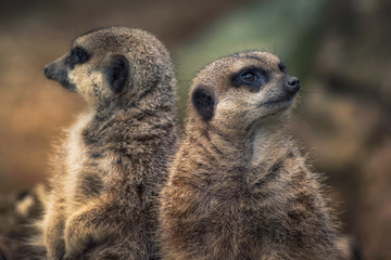 Couple of Meerkats Suricate standing and staring