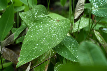 Raindrops on a green leaf. Natural hydration of plants.