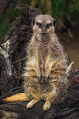 Fototapeta premium Meerkat at the zoo front shot with sad face