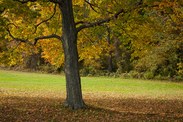 Maple tree with fall foliage in park setting.