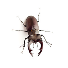 Stag-beetle (Lucanus cervus) closeup isolated on white background
