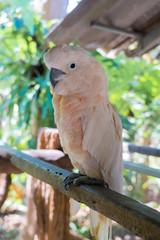 white and rose cockatoo sitting on the perch, side view