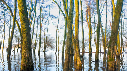 flooded trees in flood plains of river Waal in the netherlands
